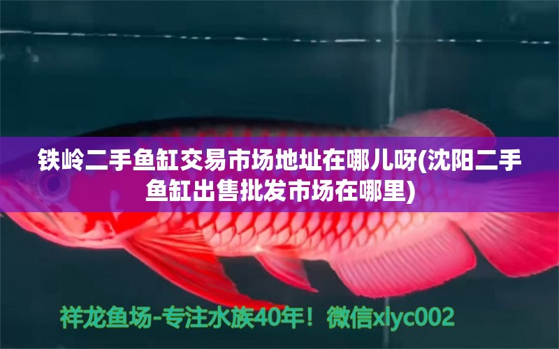 鐵嶺二手魚缸交易市場地址在哪兒呀(沈陽二手魚缸出售批發(fā)市場在哪里) 養(yǎng)魚知識