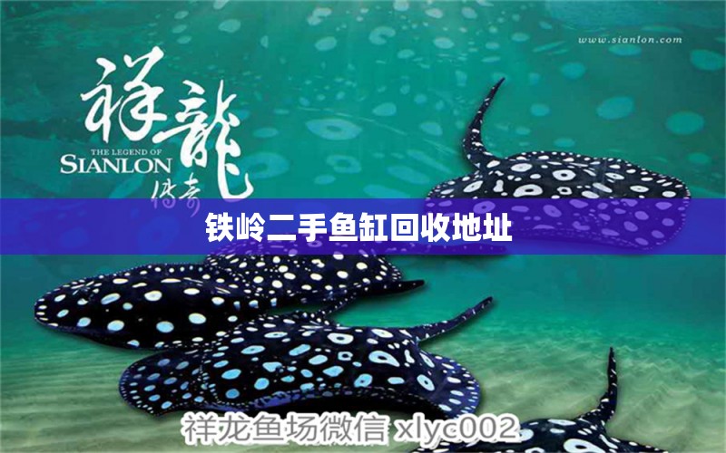 鐵嶺二手魚缸回收地址  斑馬鴨嘴魚苗