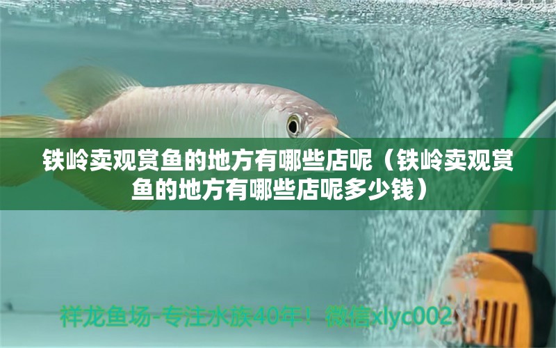 鐵嶺賣觀賞魚的地方有哪些店呢（鐵嶺賣觀賞魚的地方有哪些店呢多少錢）