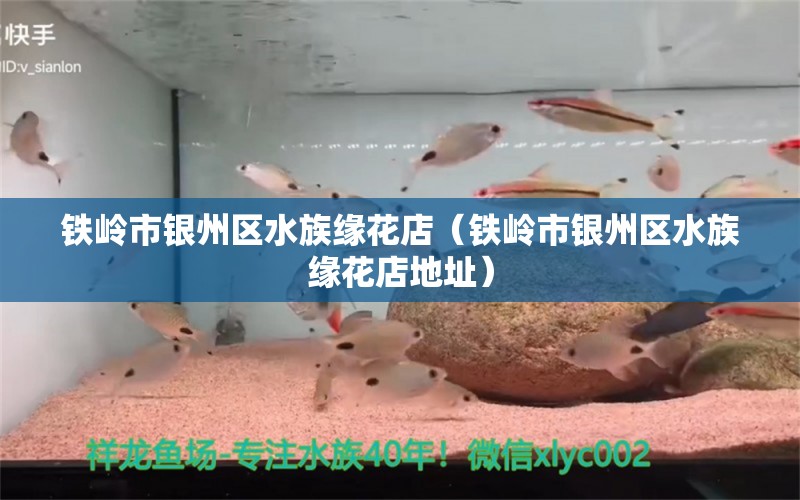 鐵嶺市銀州區(qū)水族緣花店（鐵嶺市銀州區(qū)水族緣花店地址）