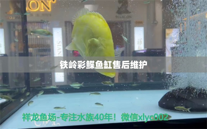 鐵嶺彩鰈魚缸售后維護 彩鰈魚缸（彩蝶魚缸）