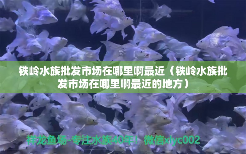 鐵嶺水族批發(fā)市場在哪里啊最近（鐵嶺水族批發(fā)市場在哪里啊最近的地方）