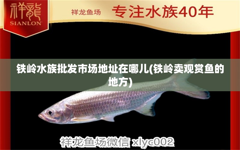 鐵嶺水族批發(fā)市場地址在哪兒(鐵嶺賣觀賞魚的地方) 觀賞魚水族批發(fā)市場