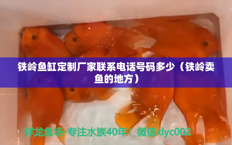 鐵嶺魚缸定制廠家聯(lián)系電話號(hào)碼多少（鐵嶺賣魚的地方） 觀賞魚批發(fā)