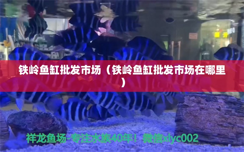 鐵嶺魚缸批發(fā)市場(chǎng)（鐵嶺魚缸批發(fā)市場(chǎng)在哪里） 觀賞魚水族批發(fā)市場(chǎng)