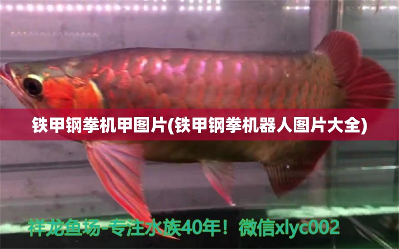 鐵甲鋼拳機(jī)甲圖片(鐵甲鋼拳機(jī)器人圖片大全) 羽毛刀魚苗