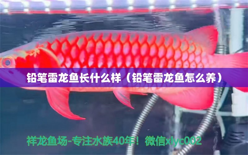 鉛筆雷龍魚(yú)長(zhǎng)什么樣（鉛筆雷龍魚(yú)怎么養(yǎng)）