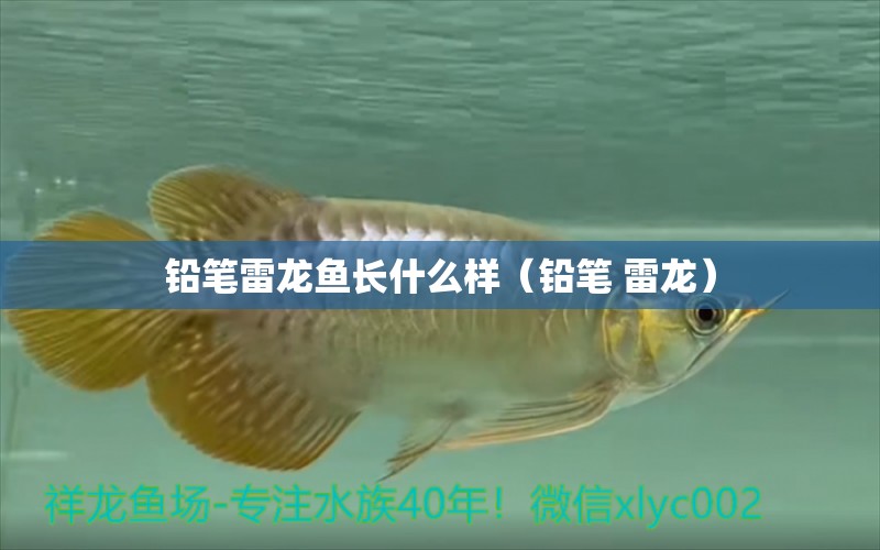 鉛筆雷龍魚長什么樣（鉛筆 雷龍） 暹羅巨鯉