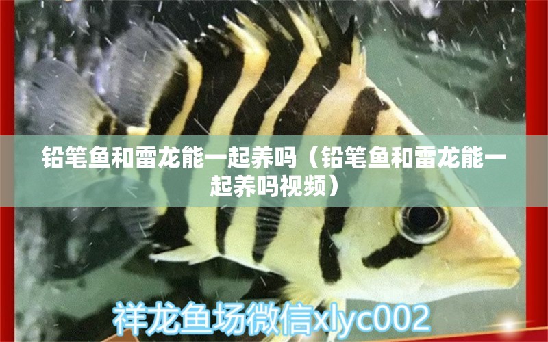 鉛筆魚和雷龍能一起養(yǎng)嗎（鉛筆魚和雷龍能一起養(yǎng)嗎視頻） 廣州龍魚批發(fā)市場