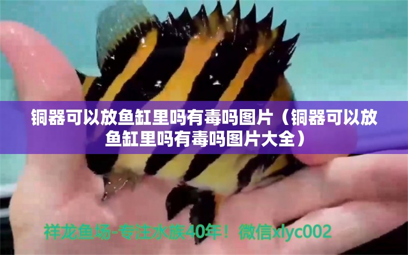 銅器可以放魚(yú)缸里嗎有毒嗎圖片（銅器可以放魚(yú)缸里嗎有毒嗎圖片大全）