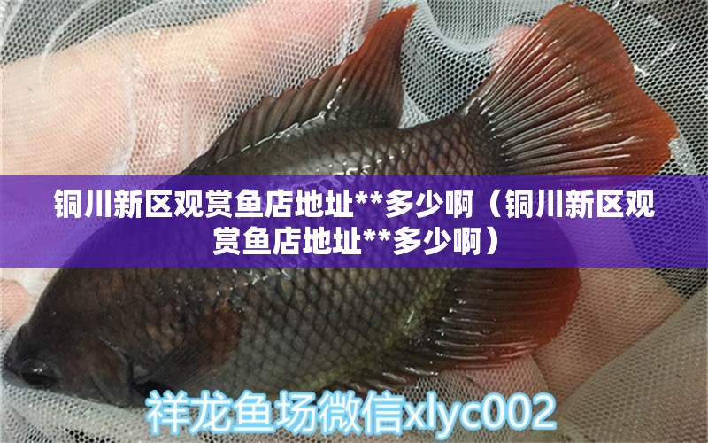 銅川新區(qū)觀賞魚店地址**多少?。ㄣ~川新區(qū)觀賞魚店地址**多少啊）