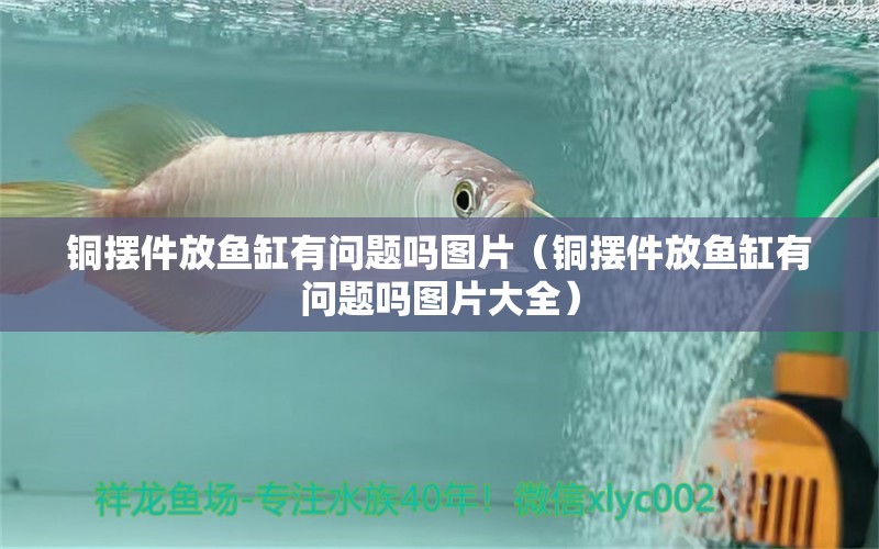 銅擺件放魚缸有問題嗎圖片（銅擺件放魚缸有問題嗎圖片大全）