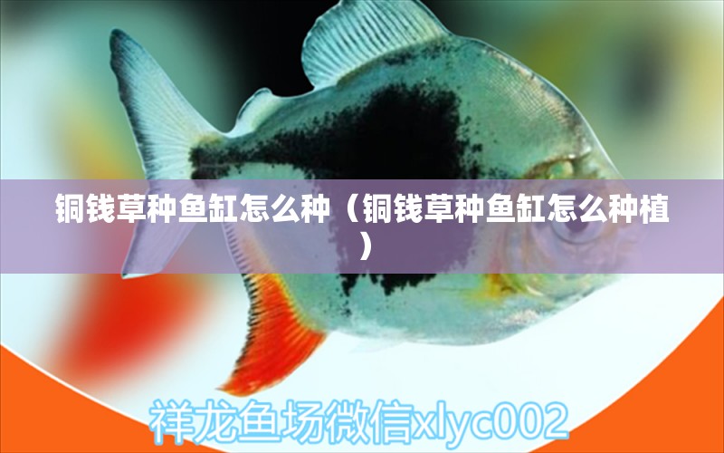 銅錢草種魚缸怎么種（銅錢草種魚缸怎么種植） 丹頂錦鯉魚