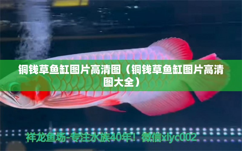 銅錢草魚缸圖片高清圖（銅錢草魚缸圖片高清圖大全）