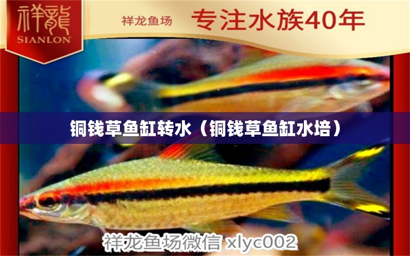 銅錢草魚缸轉(zhuǎn)水（銅錢草魚缸水培）