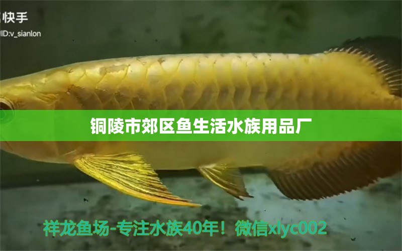 銅陵市郊區(qū)魚(yú)生活水族用品廠 水族用品