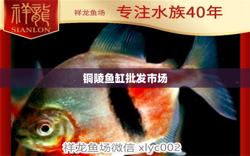 銅陵魚(yú)缸批發(fā)市場(chǎng) 觀賞魚(yú)水族批發(fā)市場(chǎng)