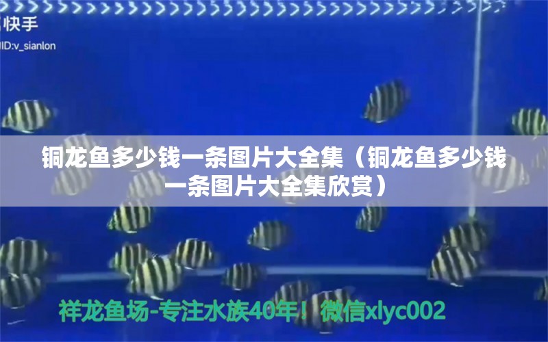 銅龍魚多少錢一條圖片大全集（銅龍魚多少錢一條圖片大全集欣賞）