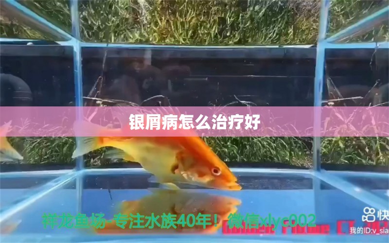 銀屑病怎么治療好 龍魚疾病與治療