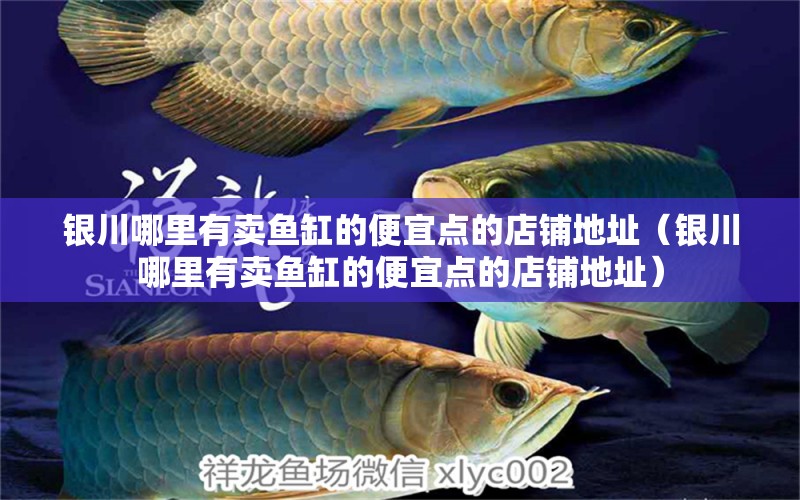 銀川哪里有賣魚缸的便宜點的店鋪地址（銀川哪里有賣魚缸的便宜點的店鋪地址）