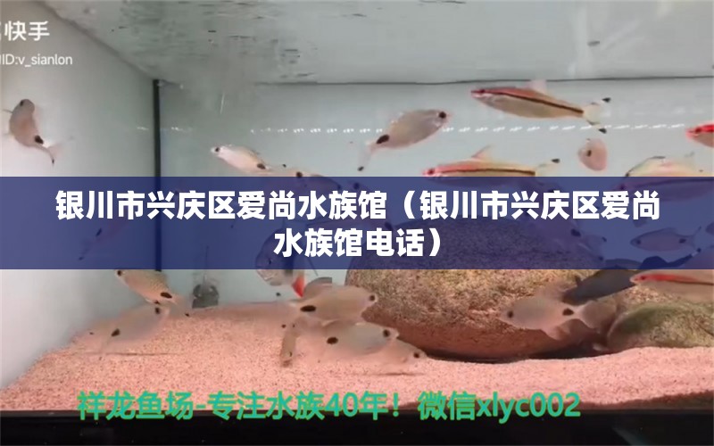 銀川市興慶區(qū)愛尚水族館（銀川市興慶區(qū)愛尚水族館電話）