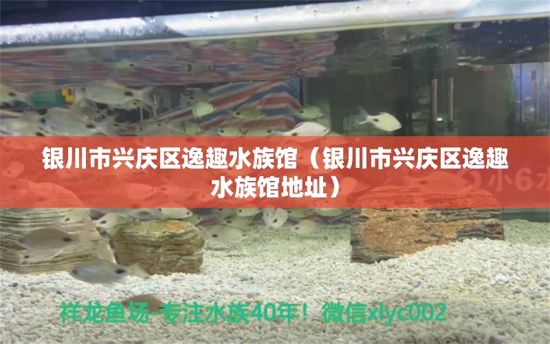 銀川市興慶區(qū)逸趣水族館（銀川市興慶區(qū)逸趣水族館地址）