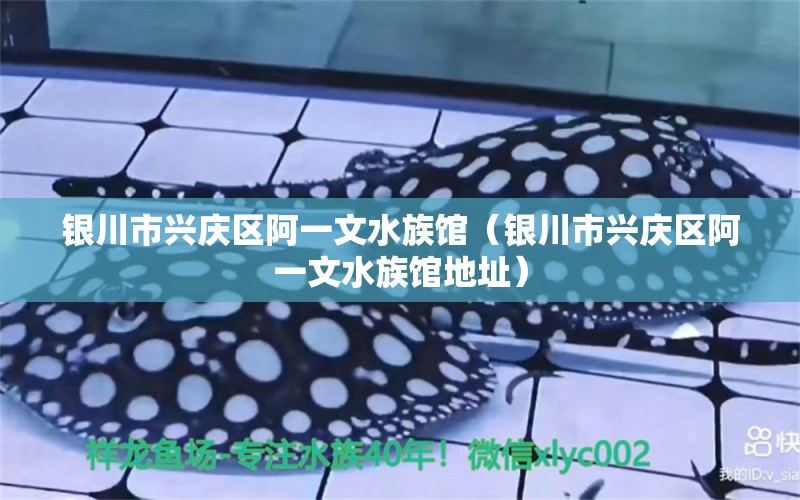 銀川市興慶區(qū)阿一文水族館（銀川市興慶區(qū)阿一文水族館地址）