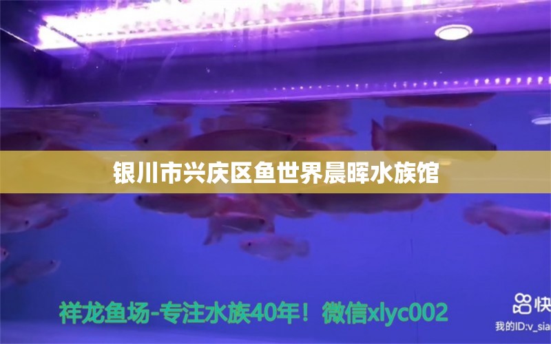 銀川市興慶區(qū)魚世界晨暉水族館