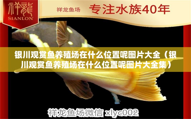 銀川觀賞魚養(yǎng)殖場在什么位置呢圖片大全（銀川觀賞魚養(yǎng)殖場在什么位置呢圖片大全集）