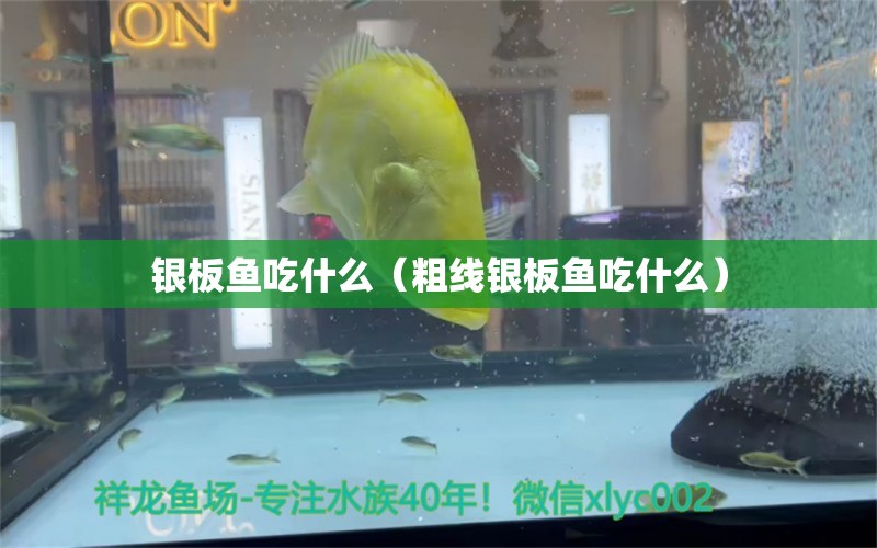 銀板魚吃什么（粗線銀板魚吃什么）