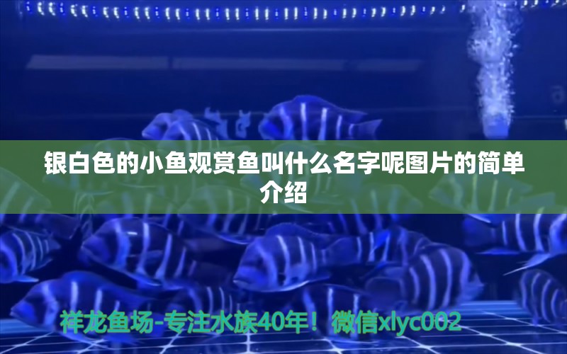 銀白色的小魚觀賞魚叫什么名字呢圖片的簡單介紹 一眉道人魚