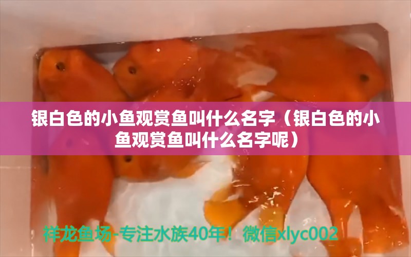 銀白色的小魚觀賞魚叫什么名字（銀白色的小魚觀賞魚叫什么名字呢） 祥龍水族醫(yī)院