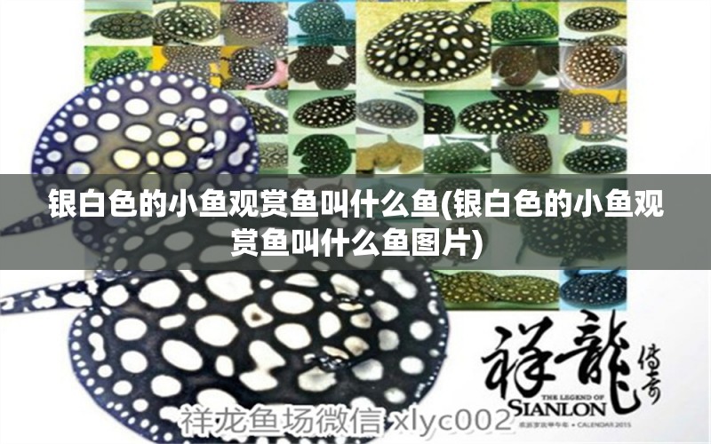 銀白色的小魚觀賞魚叫什么魚(銀白色的小魚觀賞魚叫什么魚圖片) 赤焰中國(guó)虎魚