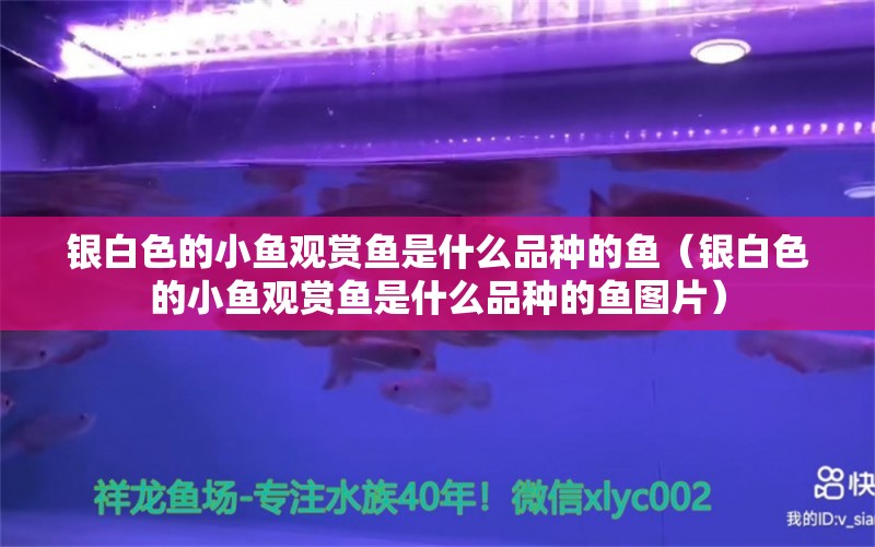 銀白色的小魚觀賞魚是什么品種的魚（銀白色的小魚觀賞魚是什么品種的魚圖片） 觀賞魚市場（混養(yǎng)魚） 第1張