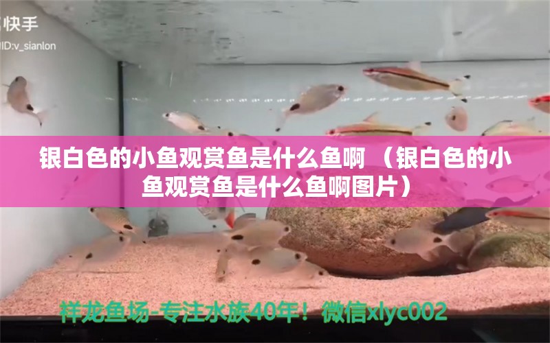 銀白色的小魚觀賞魚是什么魚啊 （銀白色的小魚觀賞魚是什么魚啊圖片）