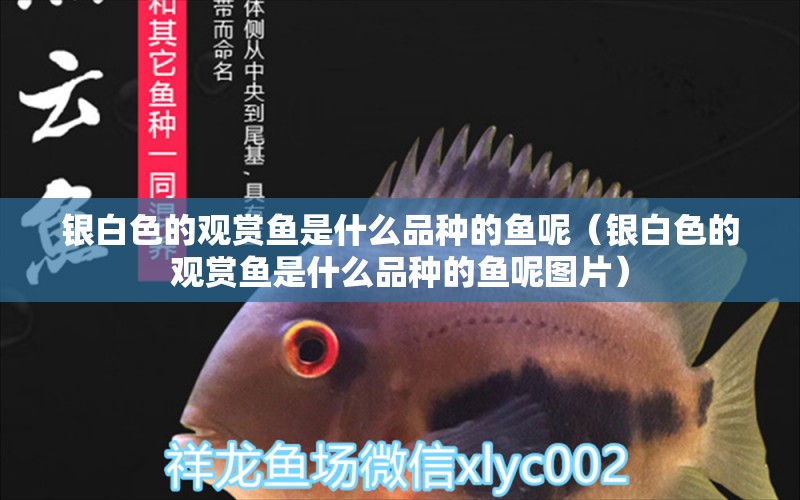 銀白色的觀賞魚是什么品種的魚呢（銀白色的觀賞魚是什么品種的魚呢圖片）