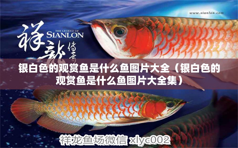 銀白色的觀賞魚是什么魚圖片大全（銀白色的觀賞魚是什么魚圖片大全集） 稀有紅龍品種