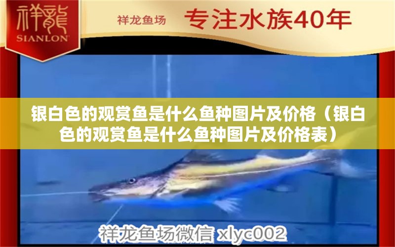 銀白色的觀賞魚是什么魚種圖片及價格（銀白色的觀賞魚是什么魚種圖片及價格表） 觀賞魚市場（混養(yǎng)魚）