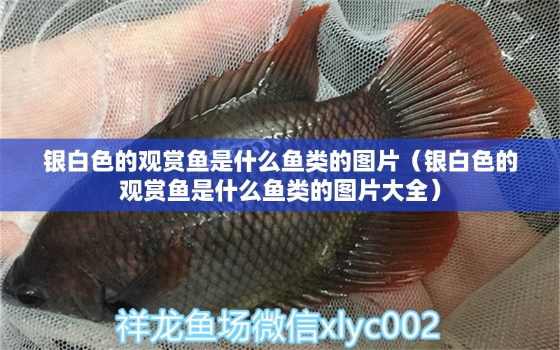 銀白色的觀賞魚是什么魚類的圖片（銀白色的觀賞魚是什么魚類的圖片大全）