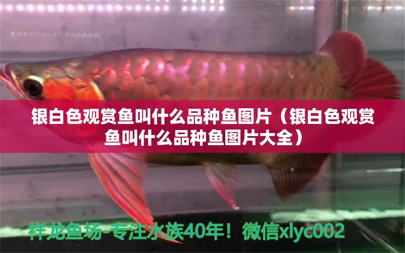 銀白色觀賞魚(yú)叫什么品種魚(yú)圖片（銀白色觀賞魚(yú)叫什么品種魚(yú)圖片大全）