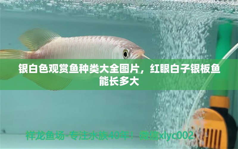 銀白色觀賞魚種類大全圖片，紅眼白子銀板魚能長多大 照明器材