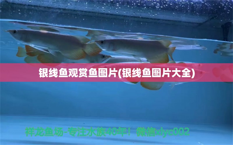 銀線魚觀賞魚圖片(銀線魚圖片大全) 白化火箭