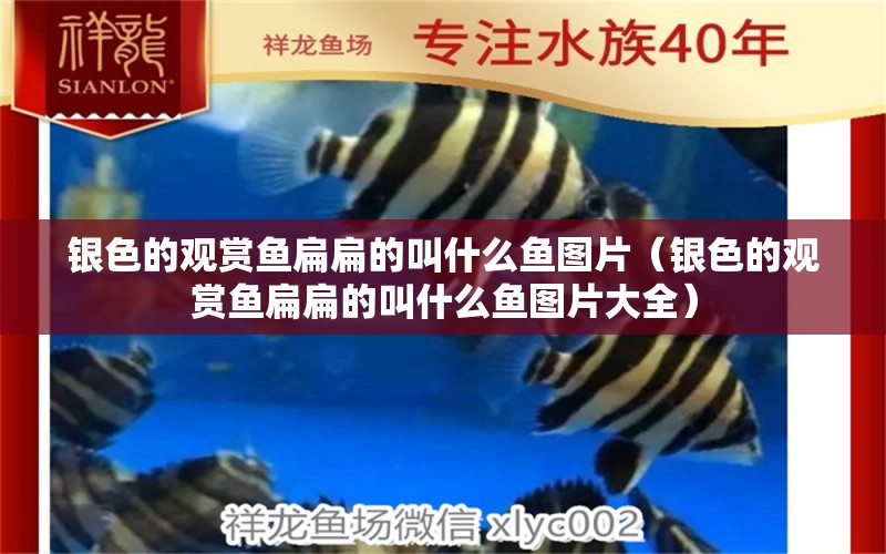 銀色的觀賞魚扁扁的叫什么魚圖片（銀色的觀賞魚扁扁的叫什么魚圖片大全） 觀賞魚 第1張