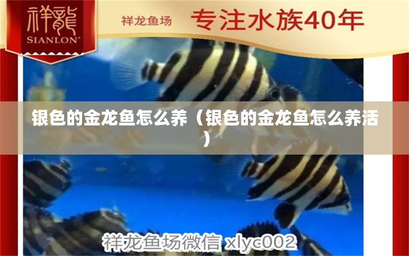 銀色的金龍魚怎么養(yǎng)（銀色的金龍魚怎么養(yǎng)活） 祥龍水族醫(yī)院