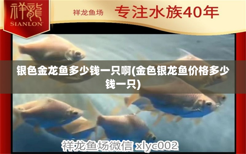 銀色金龍魚多少錢一只啊(金色銀龍魚價(jià)格多少錢一只) 銀龍魚