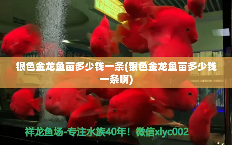 銀色金龍魚(yú)苗多少錢(qián)一條(銀色金龍魚(yú)苗多少錢(qián)一條啊) 巴西亞魚(yú) 第1張