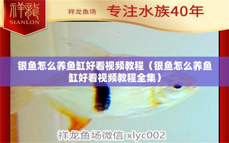 銀魚怎么養(yǎng)魚缸好看視頻教程（銀魚怎么養(yǎng)魚缸好看視頻教程全集） 委內(nèi)瑞拉奧里諾三間魚苗