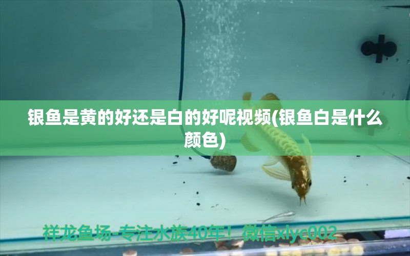 銀魚是黃的好還是白的好呢視頻(銀魚白是什么顏色) 充氧泵