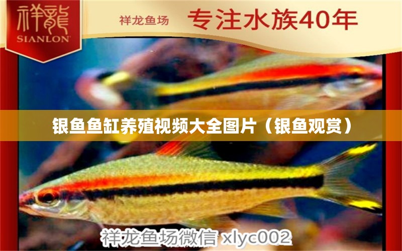 銀魚魚缸養(yǎng)殖視頻大全圖片（銀魚觀賞） 祥龍水族醫(yī)院