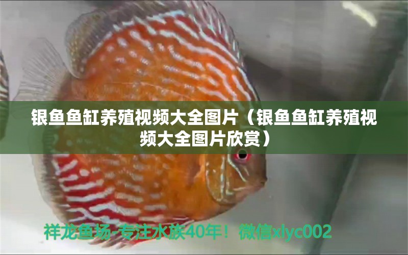 銀魚魚缸養(yǎng)殖視頻大全圖片（銀魚魚缸養(yǎng)殖視頻大全圖片欣賞） 祥龍水族醫(yī)院